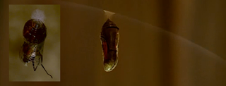 Illustration for article titled Under the Dome: Curtains 1x13